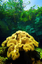 Reefs&Rainforest by Tunc Yavuzdogan 
